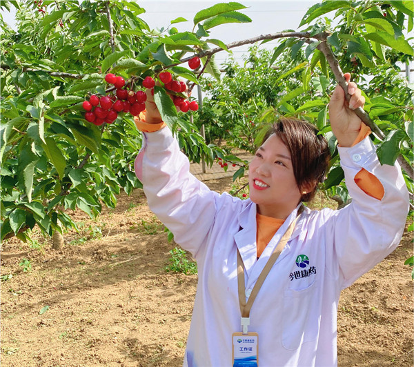 1622512913281485.jpg 今世康公司櫻桃采摘自助燒烤團(tuán)建活動3.jpg