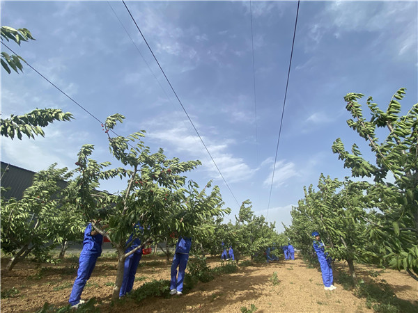 1622512929519495.jpg 今世康公司櫻桃采摘自助燒烤團(tuán)建活動4.jpg