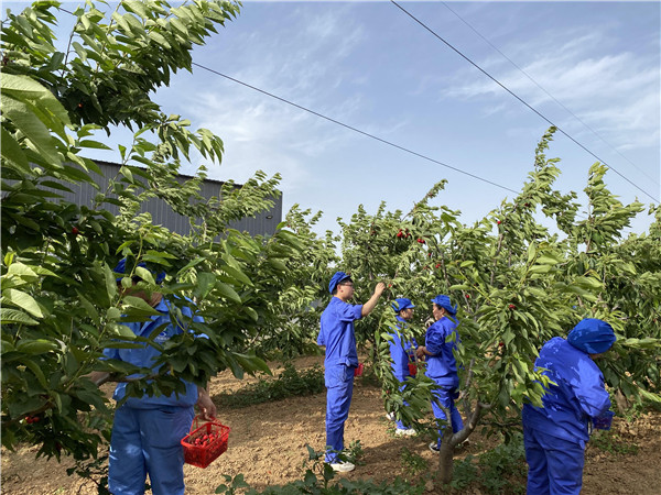 1622512941619954.jpg 今世康公司櫻桃采摘自助燒烤團(tuán)建活動5.jpg