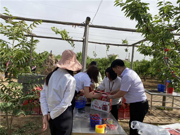 1622512968232587.jpg 今世康公司櫻桃采摘自助燒烤團(tuán)建活動7.jpg