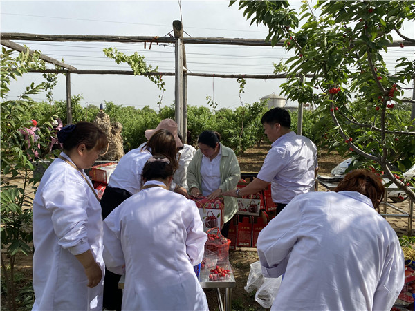 1622512981738440.jpg 今世康公司櫻桃采摘自助燒烤團(tuán)建活動8.jpg